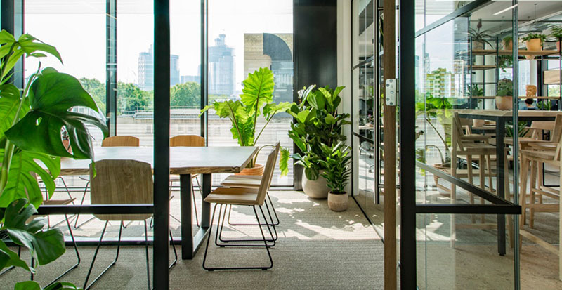 cây xanh văn phòng cây xanh văn phòng