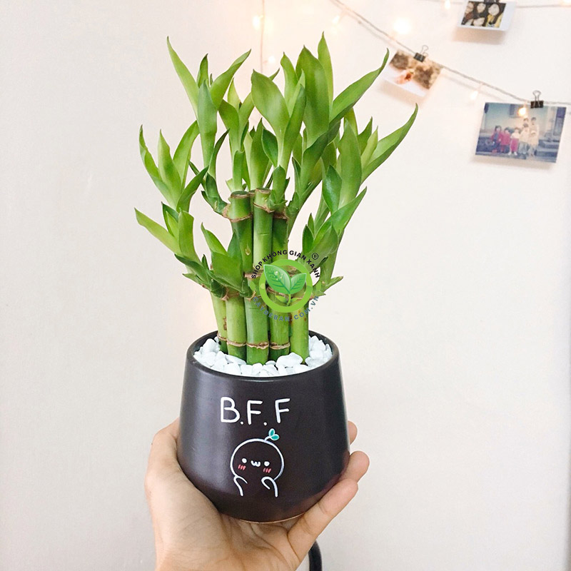 Cây hợp phát tài hợp với tuổi gì? Cây hợp phát tài hợp với tuổi gì?