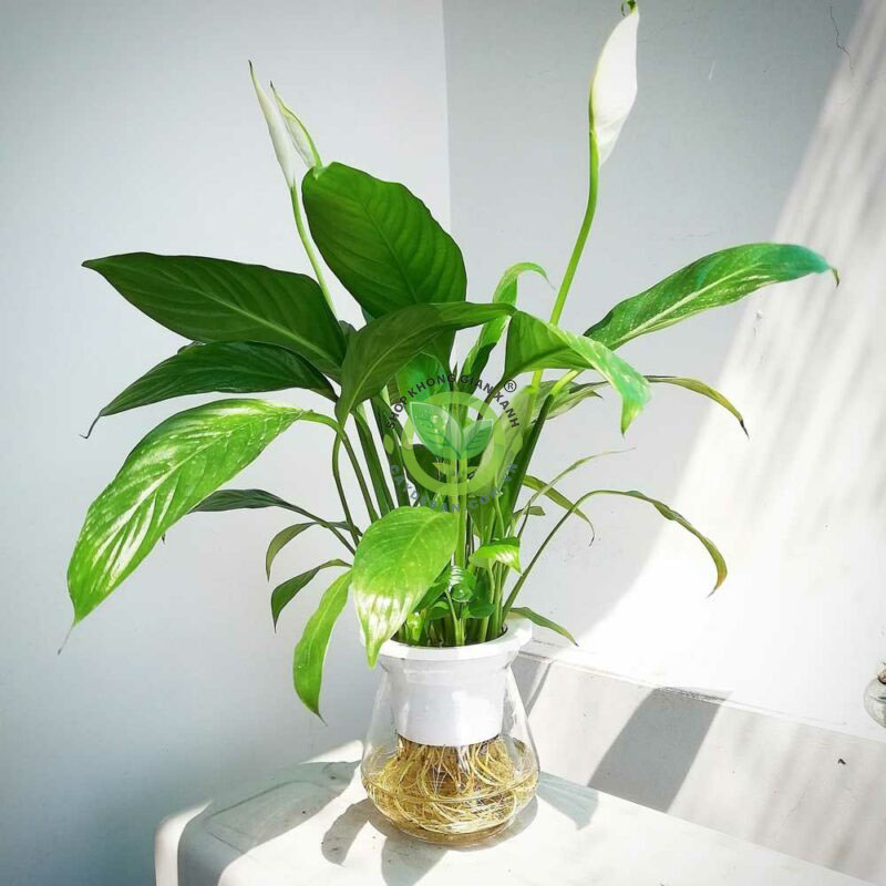 Cây Lan Ý thuỷ sinh Cây Lan Ý thuỷ sinh