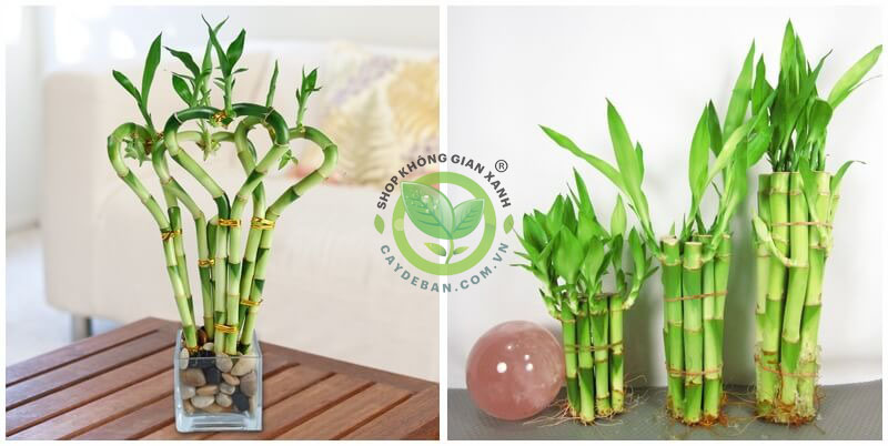 Cây thuỷ sinh Trúc Phú Quý Cây thuỷ sinh Trúc Phú Quý