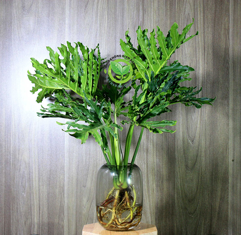 Cây thanh xuân thủy canh Cây thanh xuân thủy canh