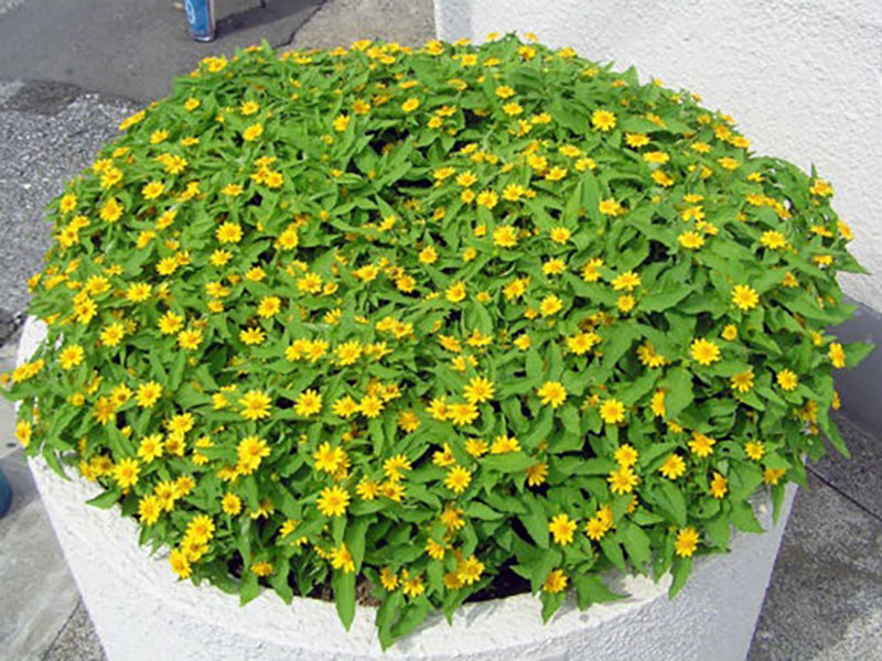 Cần cẩn trọng sau khi trồng cây Cần cẩn trọng sau khi trồng cây