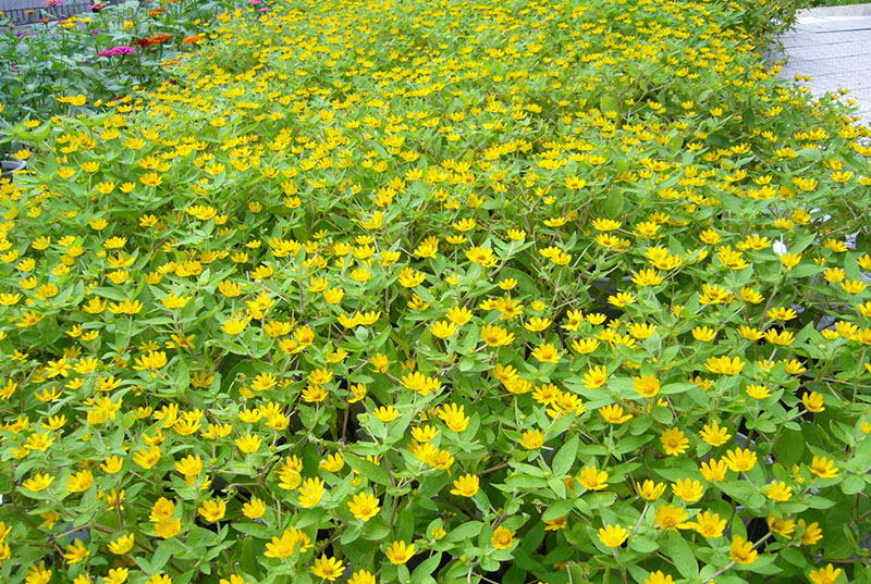 Đặc điểm của cây cúc mặt trời Đặc điểm của cây cúc mặt trời