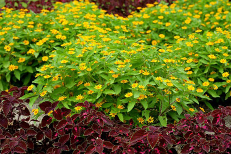 cúc mặt trời trồng mùa nào cúc mặt trời trồng mùa nào