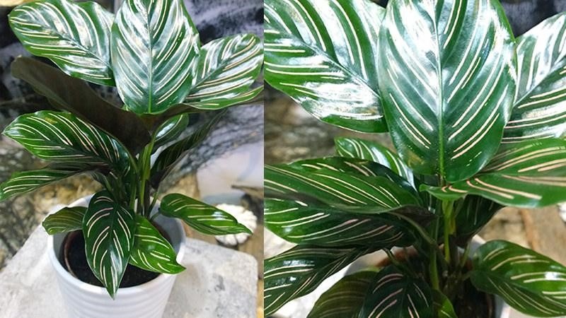 hoa trồng trong nhà không cần ánh sáng hoa trồng trong nhà không cần ánh sáng