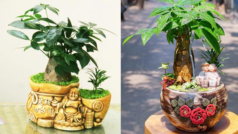 hoa trồng trong nhà không cần ánh sáng hoa trồng trong nhà không cần ánh sáng