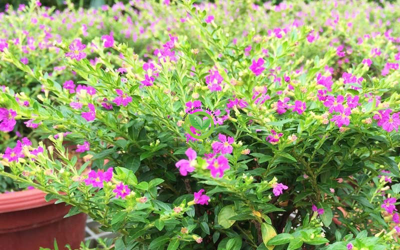 Hoa cẩm tú mai Hoa cẩm tú mai