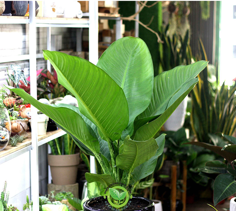 Cây đại phú gia