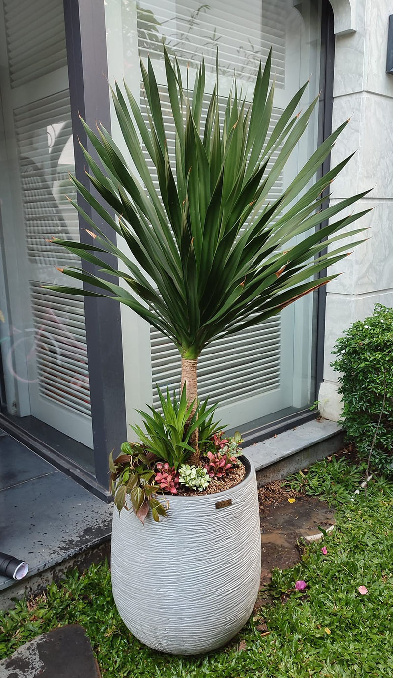 Cây phát tài núi