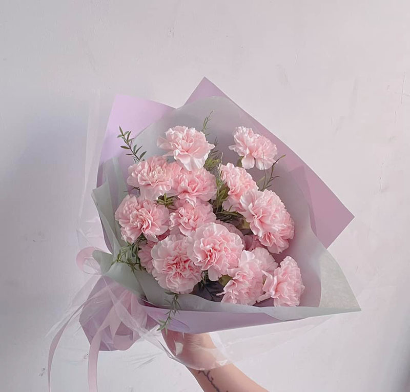 Hoa cẩm chướng Hoa cẩm chướng