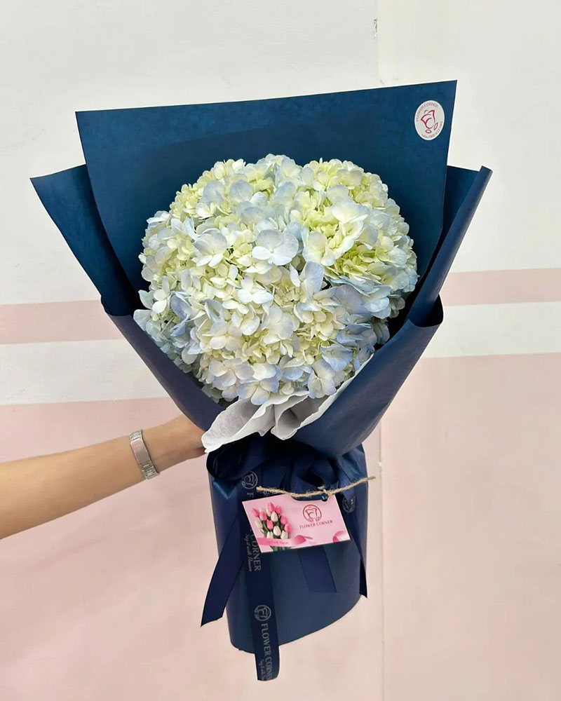 Hoa cẩm tú cầu Hoa cẩm tú cầu