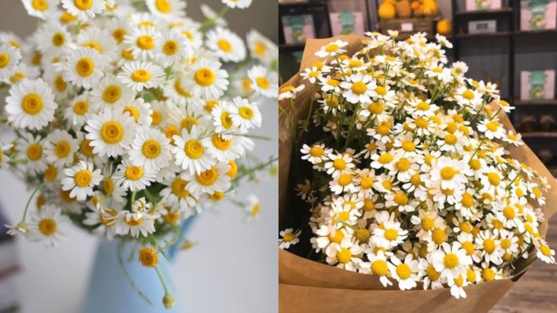 Hoa cúc tana Hoa cúc tana