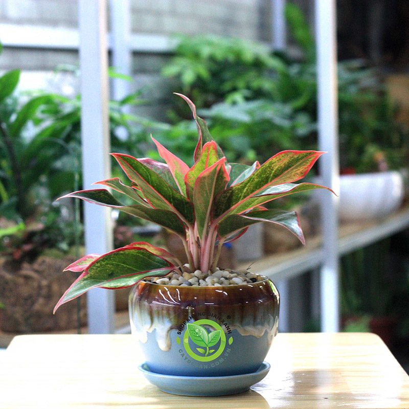 Cây Phú Quý Cây Phú Quý