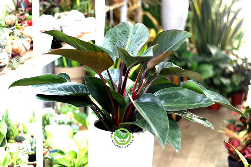 Cây Đế Vương Nâu Cây Đế Vương Nâu