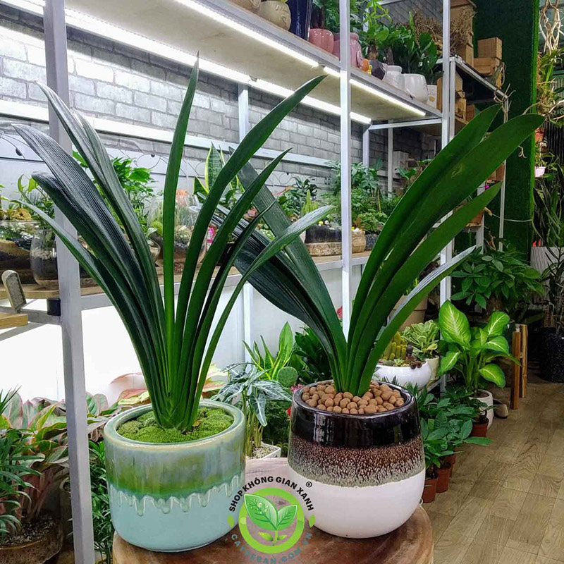 Cây Lan Quân Tử Cây Lan Quân Tử