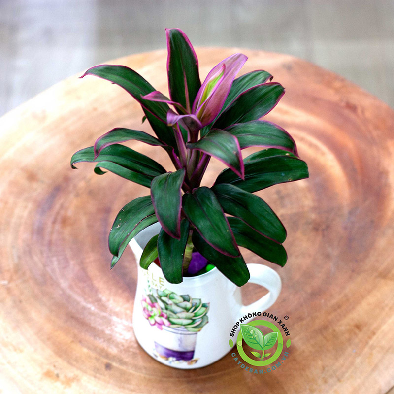 Cây Thiết Mộc Lan Cây Thiết Mộc Lan