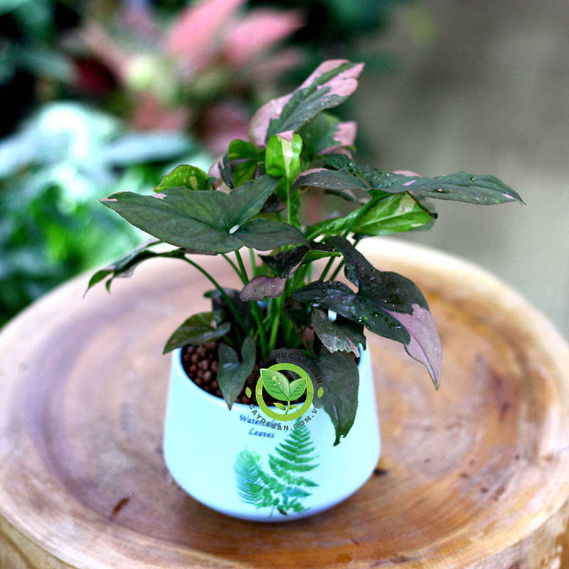 Cây Trầu Bà Hồng Cây Trầu Bà Hồng