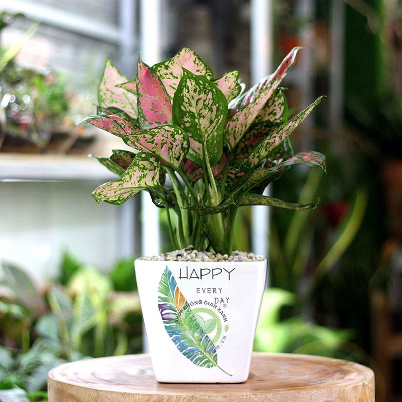 Cây Vạn Lộc Cây Vạn Lộc