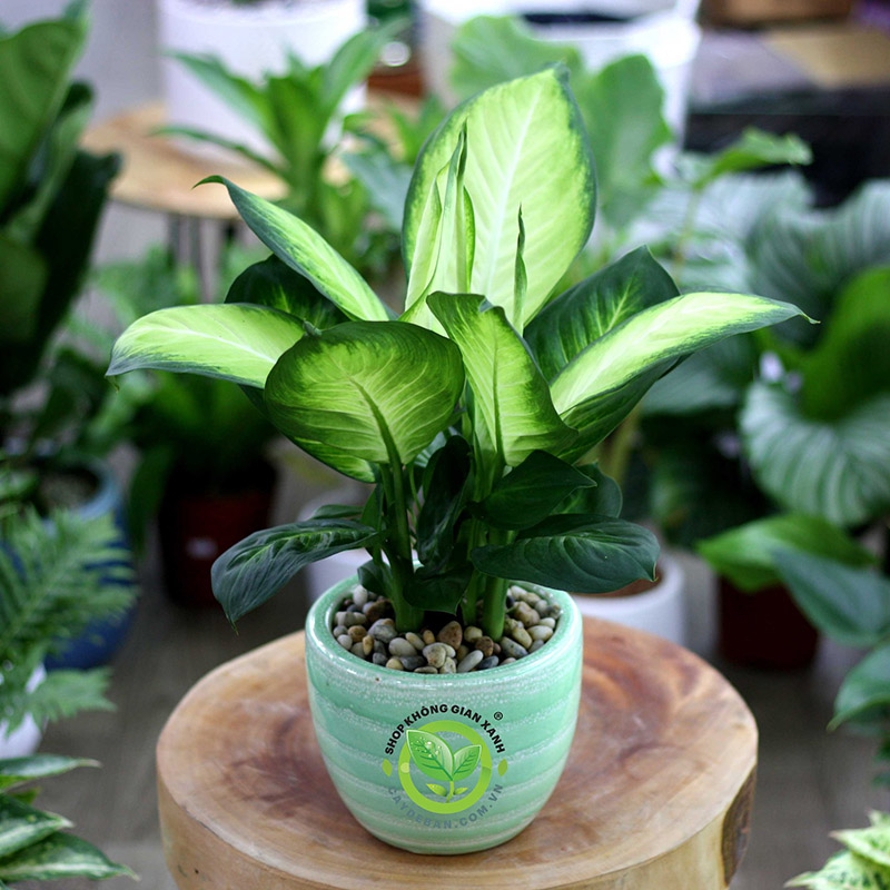 Cây Vạn Niên Thanh Cây Vạn Niên Thanh