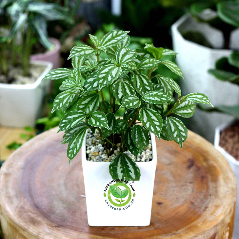 Cây Gấm Bạc (Sao Băng) Cây Gấm Bạc (Sao Băng)