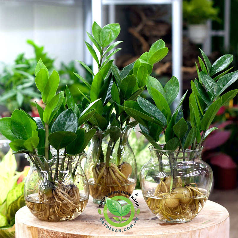 Cây Kim Tiền Cây Kim Tiền