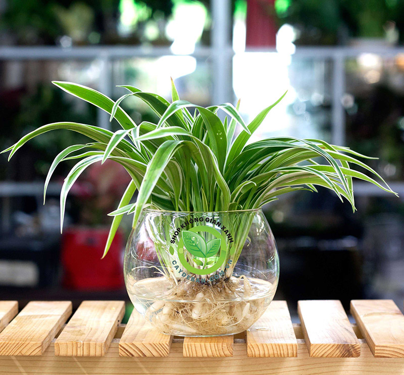 Cây Lan Chi Cây Lan Chi