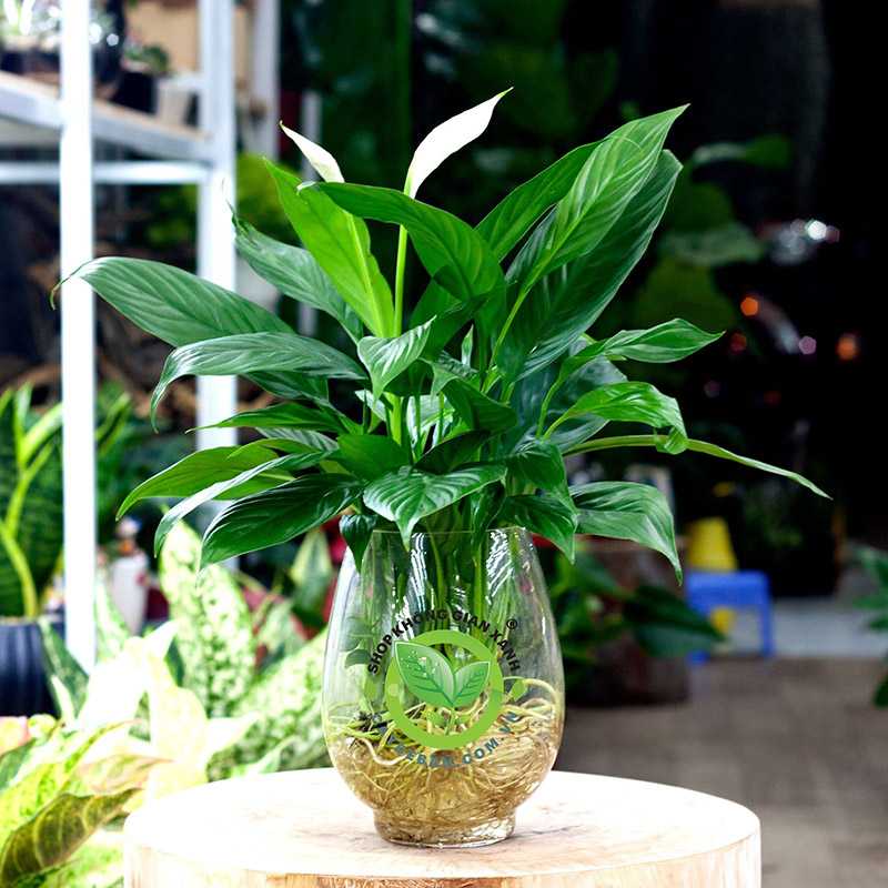 Cây Lan Ý (Bạch Môn) Cây Lan Ý (Bạch Môn)