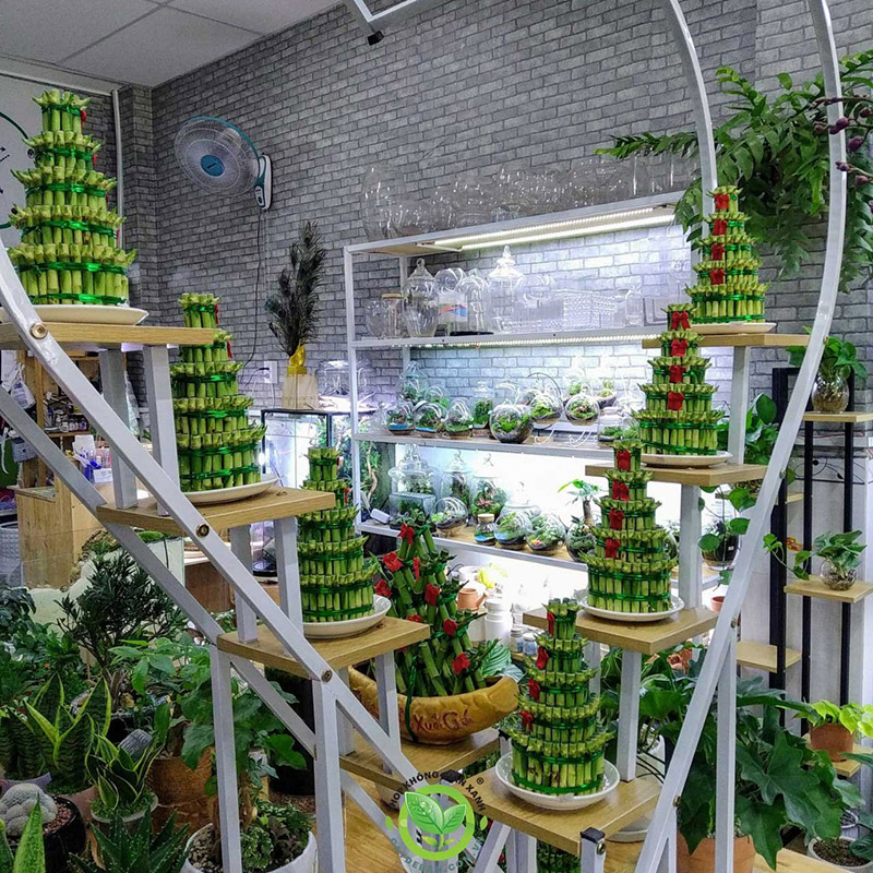 Cây Phát Tài Cây Phát Tài