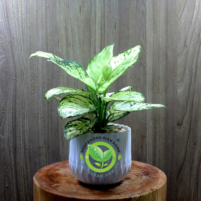 Cây Vạn Lộc Trắng Cây Vạn Lộc Trắng