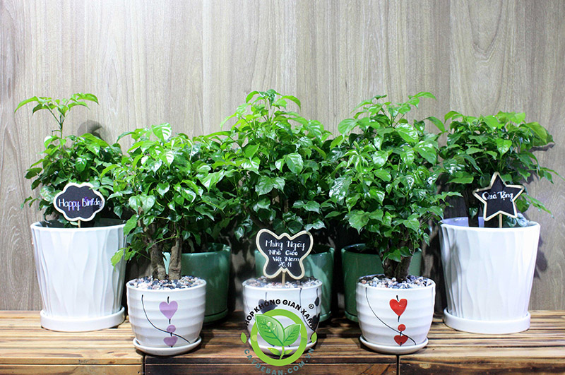 Cây hạnh phúc Cây hạnh phúc