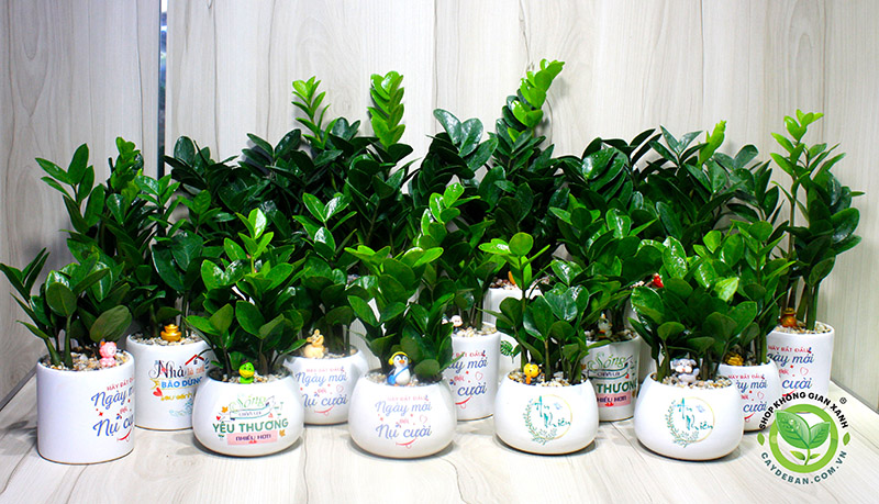 Cây kim tiền Cây kim tiền