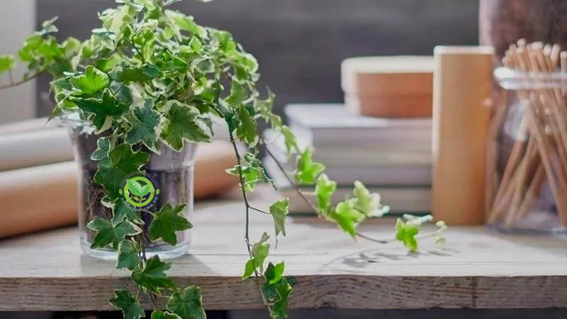 Cây thường xuân Cây thường xuân