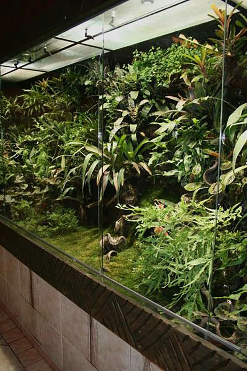 Cách chăm sóc paludarium Cách chăm sóc paludarium