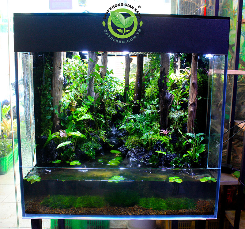 Giới thiệu về Paludarium Rainforest - Rừng mưa nhiệt đới