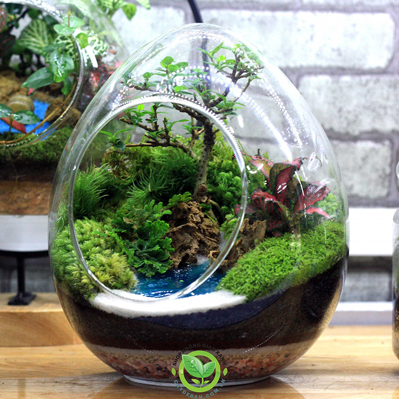 Cách chăm sóc Terrarium