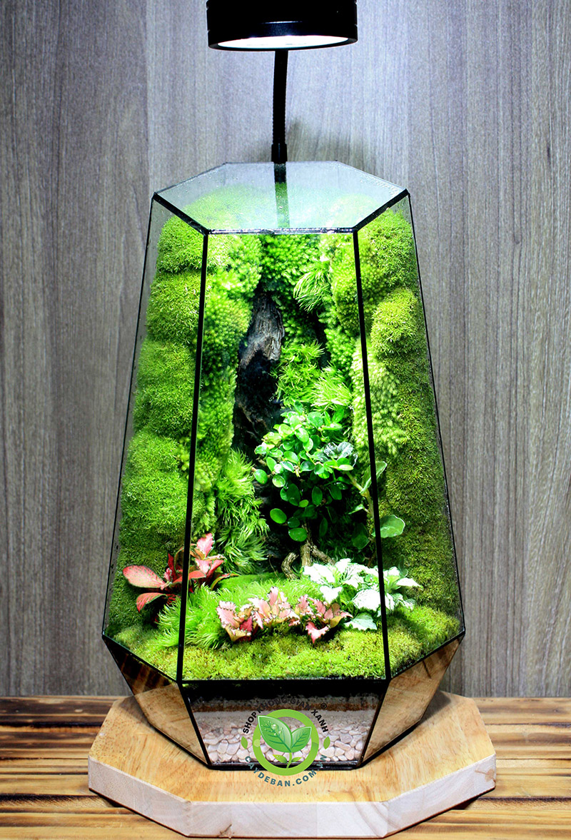Terrarium là gì?