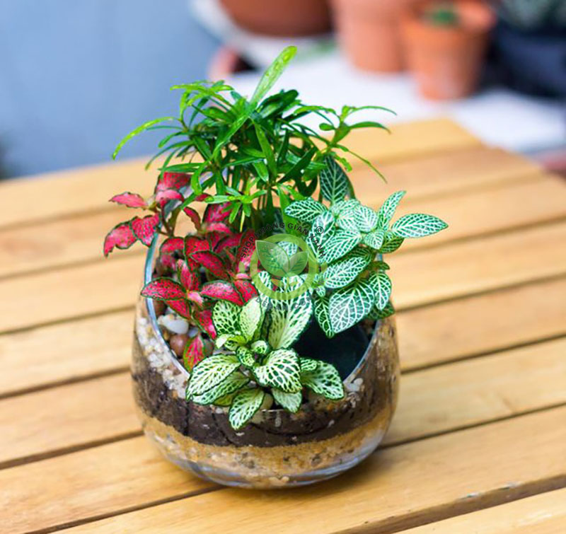 Tiểu cảnh mini cây may mắn nhiều màu Tiểu cảnh mini cây may mắn nhiều màu