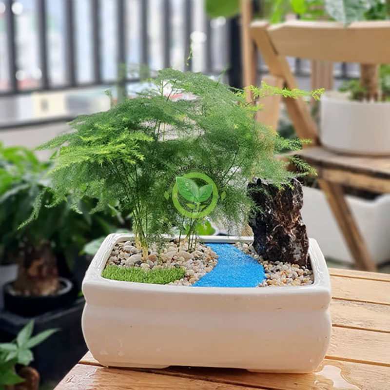 Tiểu cảnh để bàn cây thủy tùng Tiểu cảnh để bàn cây thủy tùng