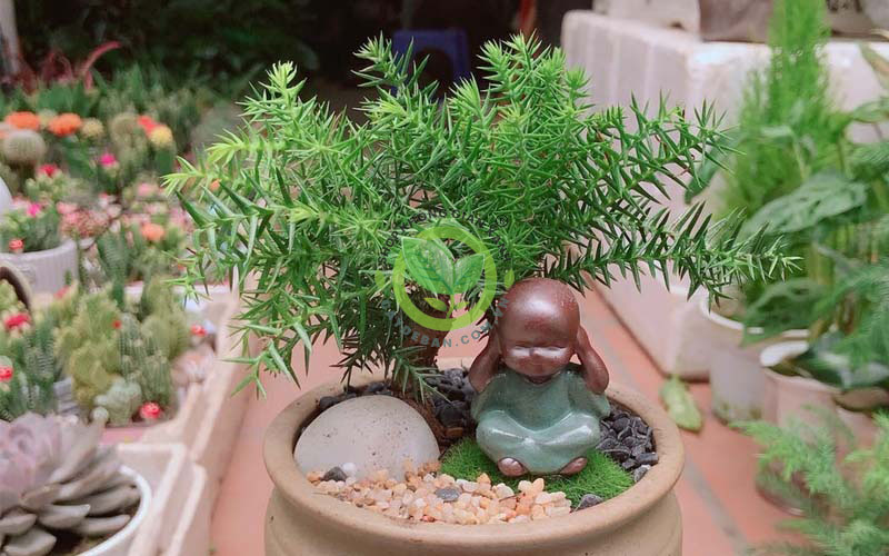 Tiểu cảnh mini cây tùng sơn Tiểu cảnh mini cây tùng sơn