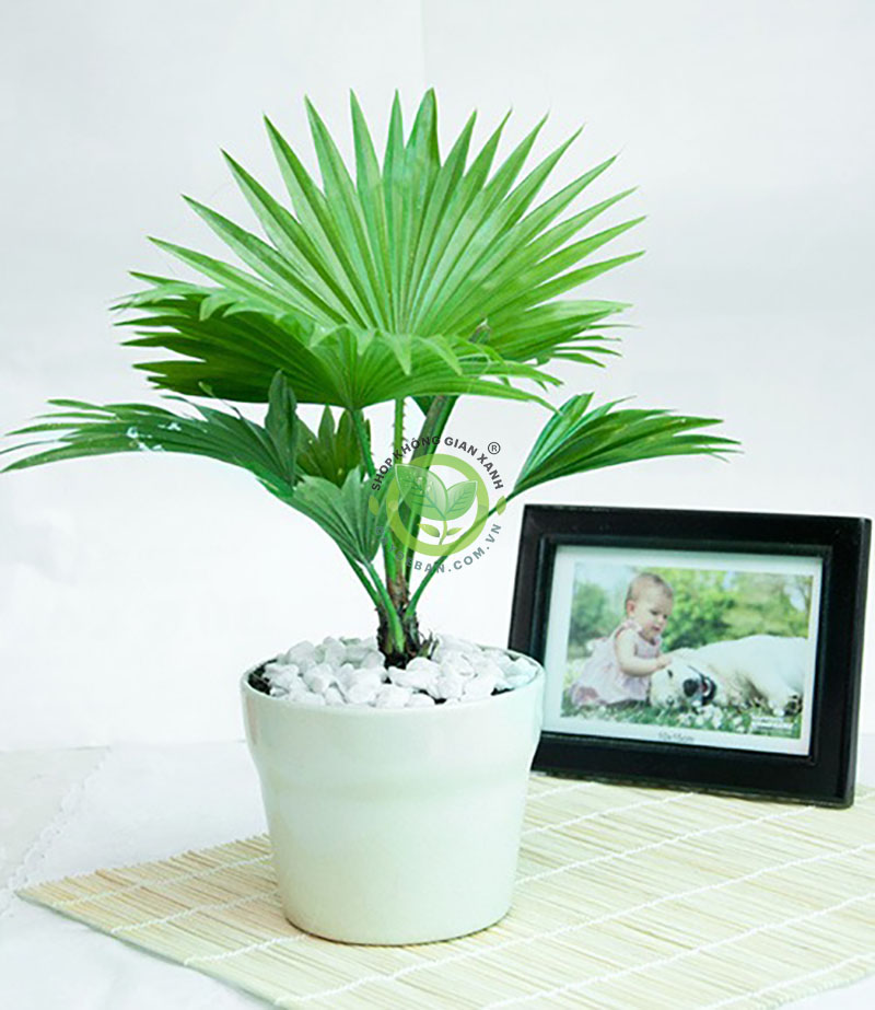 Tiểu cảnh mini cây cọ ta Tiểu cảnh mini cây cọ ta