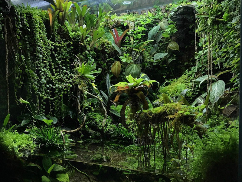 Bỏ túi các cách chăm sóc Vivarium Bỏ túi các cách chăm sóc Vivarium